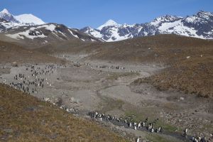 St Andrews Bay, South Geogia Island 125.jpg